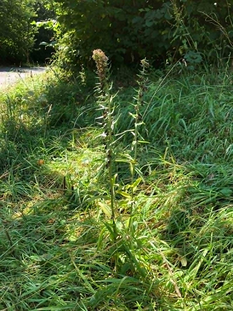 Epipactis helleborine  - Armelle Bass