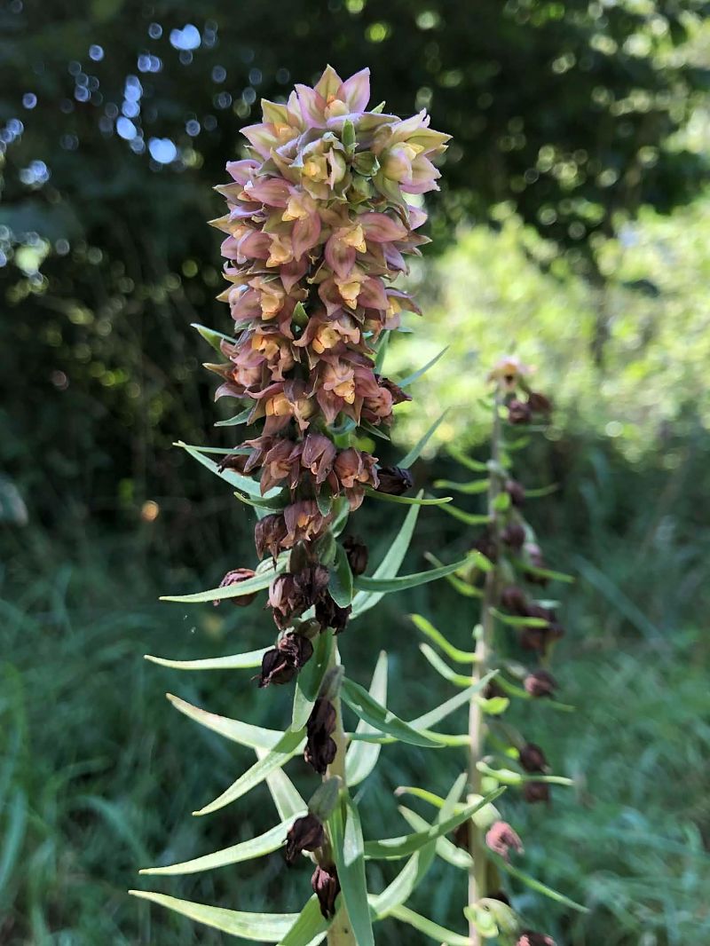 Epipactis helleborine  - Armelle Bass