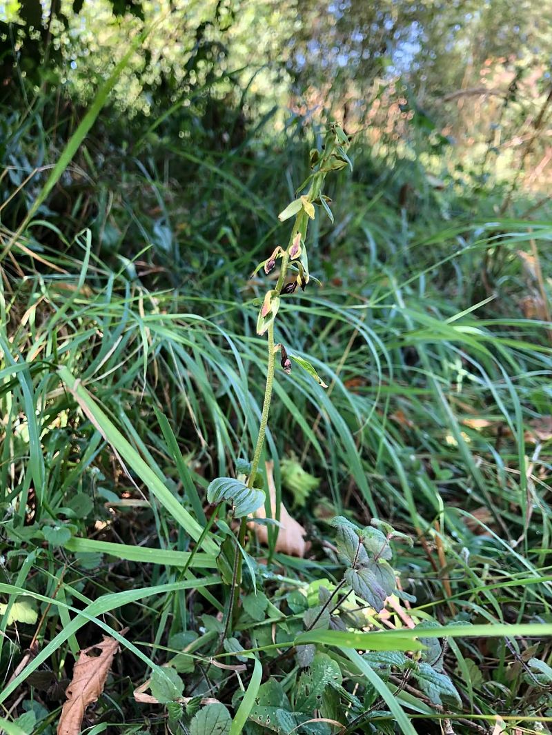 Epipactis helleborine  - Armelle Bass