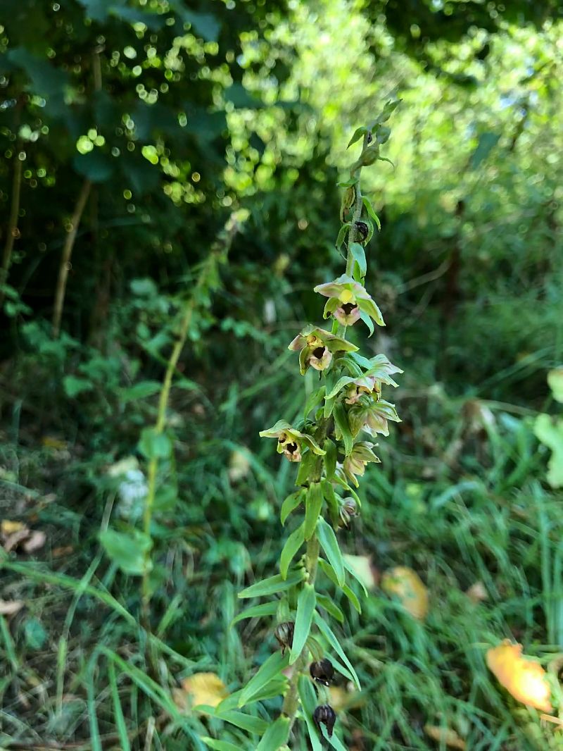 Epipactis helleborine  - Armelle Bass