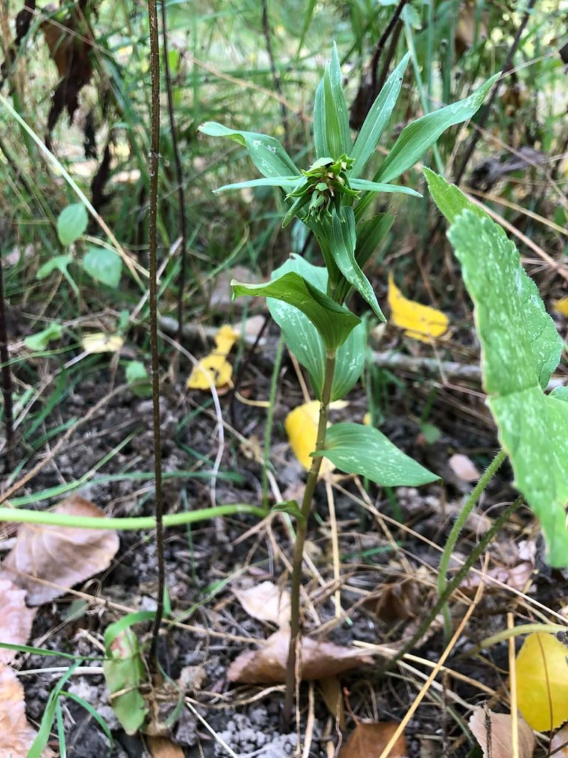 Epipactis helleborine  - Armelle Bass