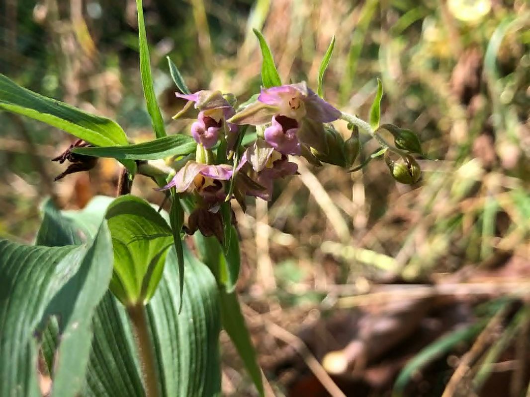 Epipactis helleborine  - Armelle Bass