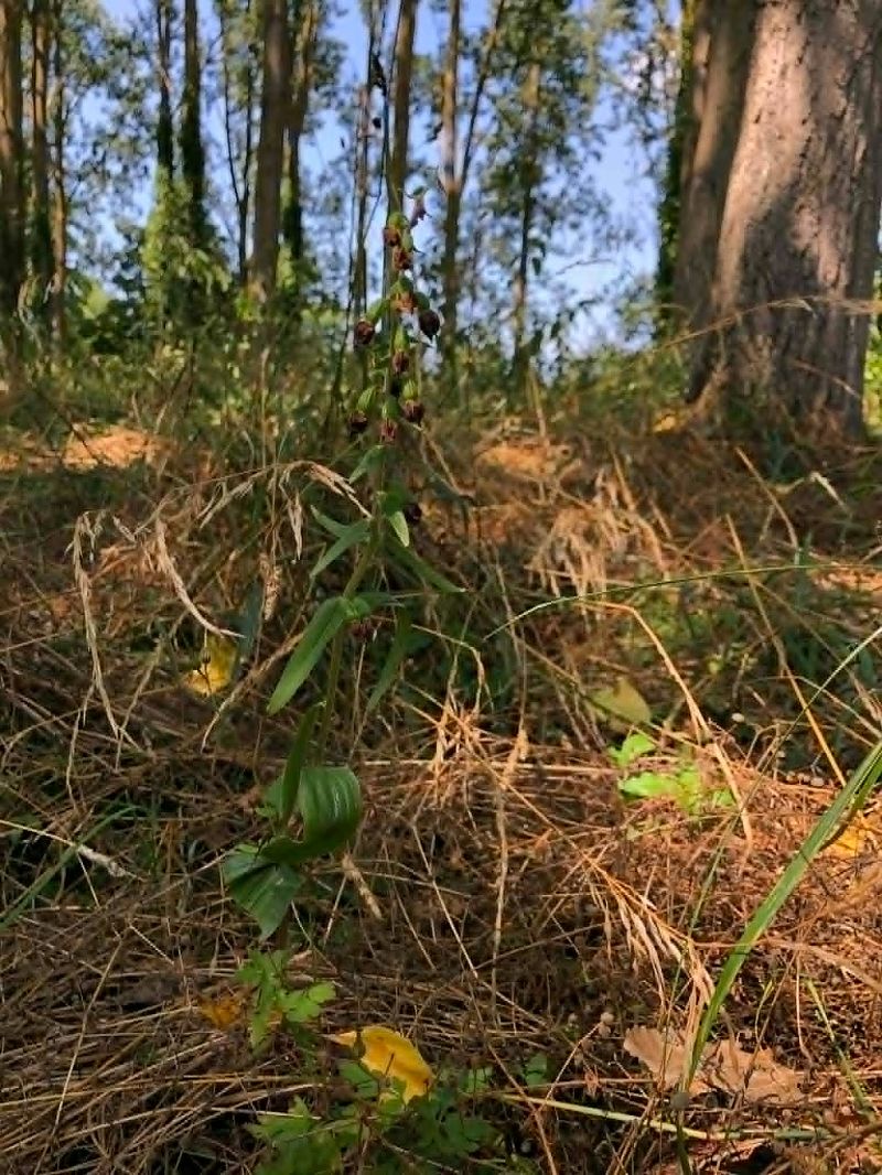 Epipactis helleborine  - Armelle Bass