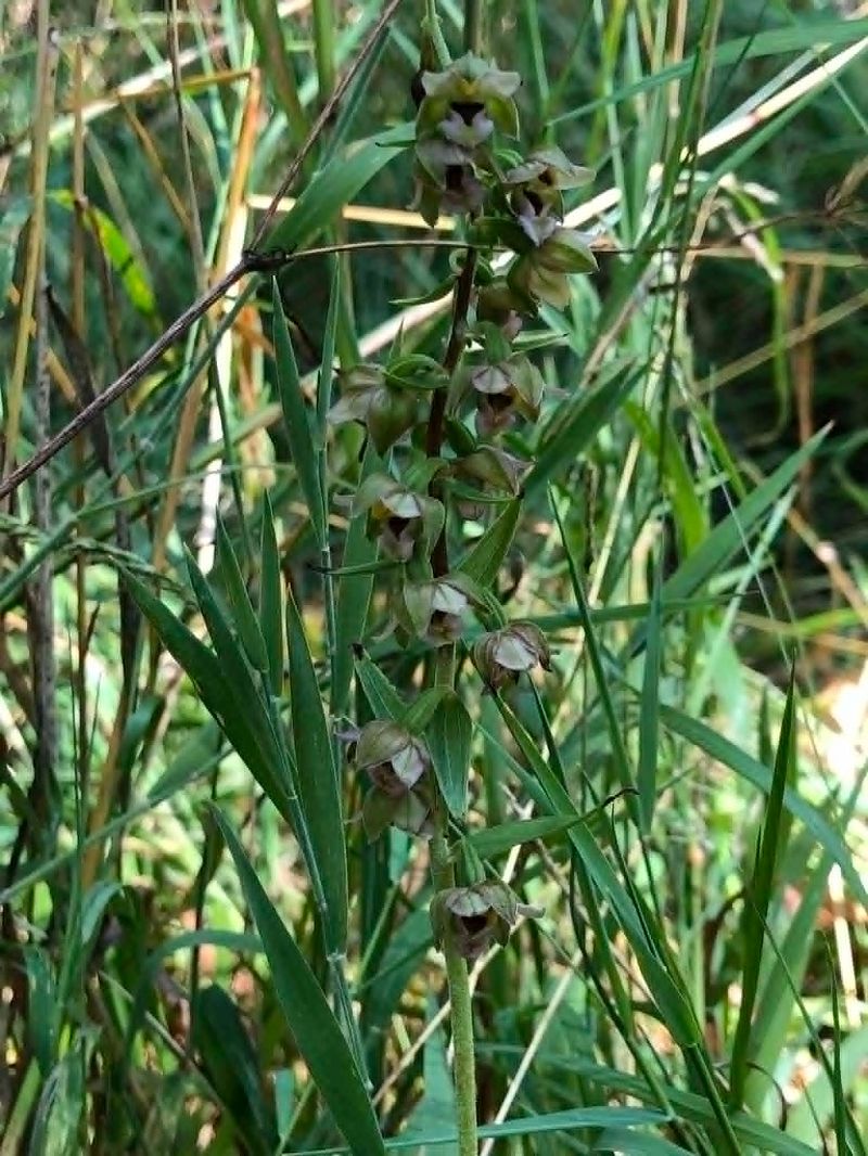 Epipactis helleborine  - Armelle Bass