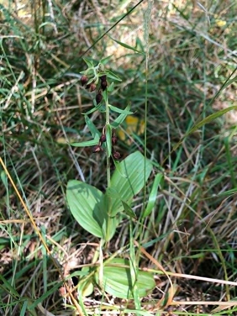 Epipactis helleborine  - Armelle Bass
