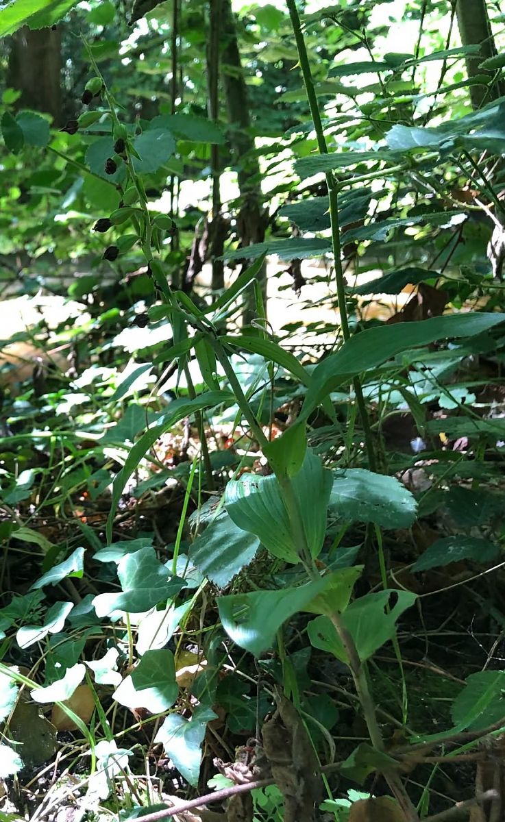 Epipactis helleborine  - Armelle Bass