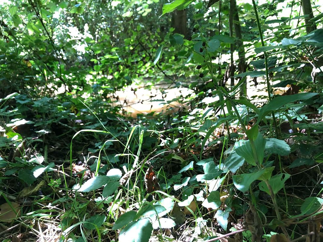 Epipactis helleborine  - Armelle Bass