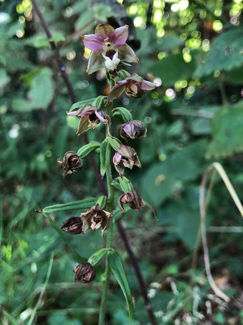 Epipactis helleborine  - Armelle Bass