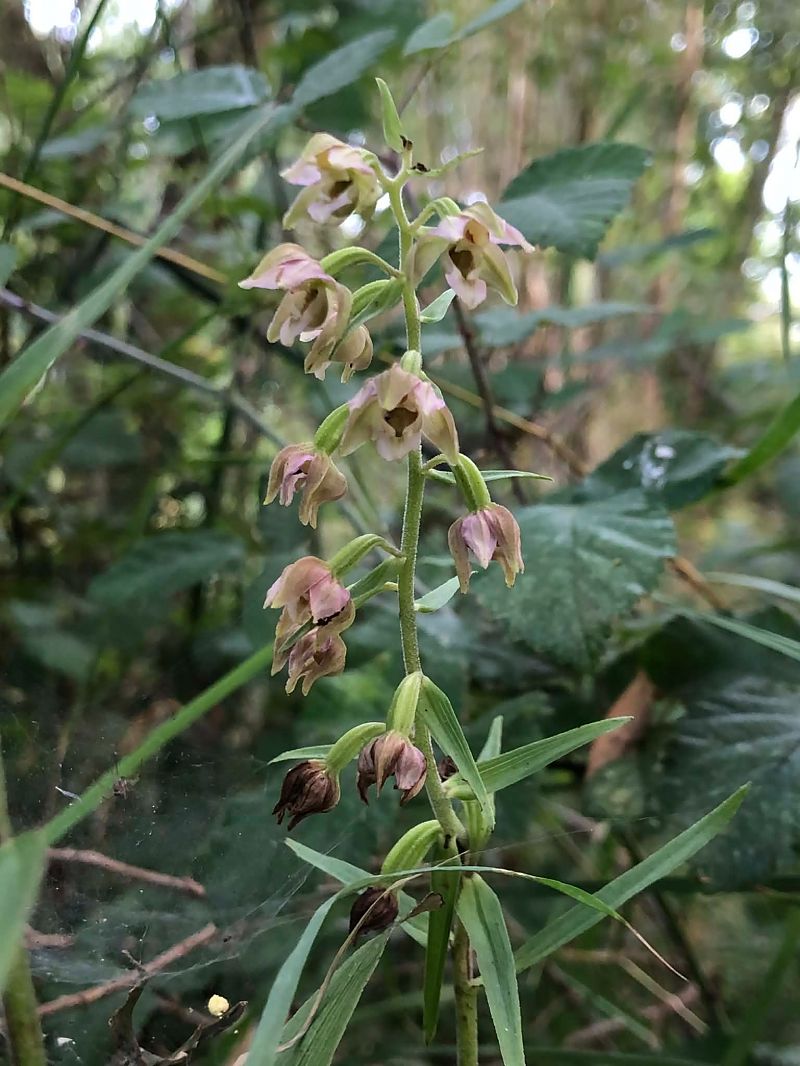Epipactis helleborine  - Armelle Bass