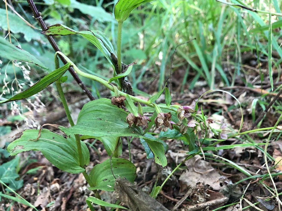 Epipactis helleborine  - Armelle Bass