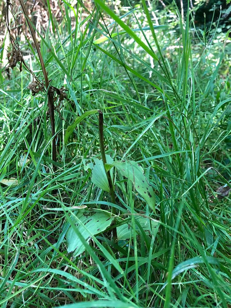 Epipactis helleborine  - Armelle Bass