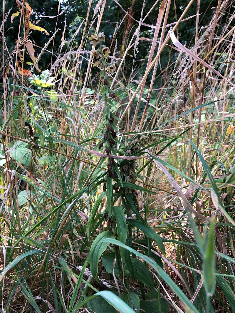 Epipactis helleborine  - Armelle Bass
