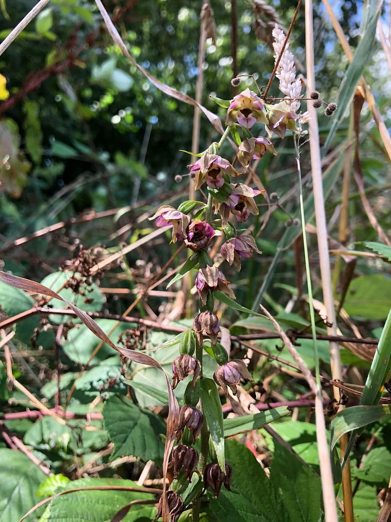 Epipactis helleborine  - Armelle Bass