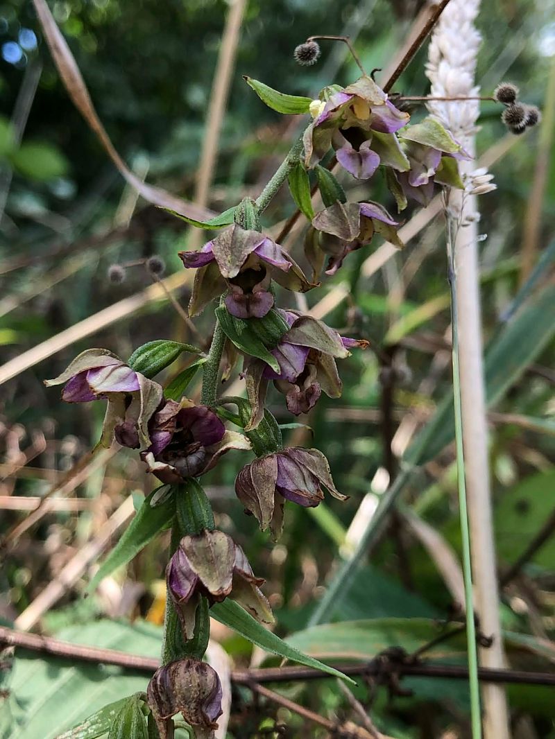 Epipactis helleborine  - Armelle Bass