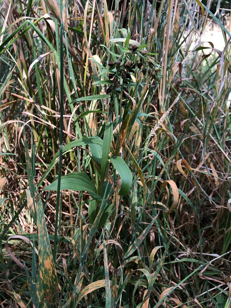 Epipactis helleborine  - Armelle Bass