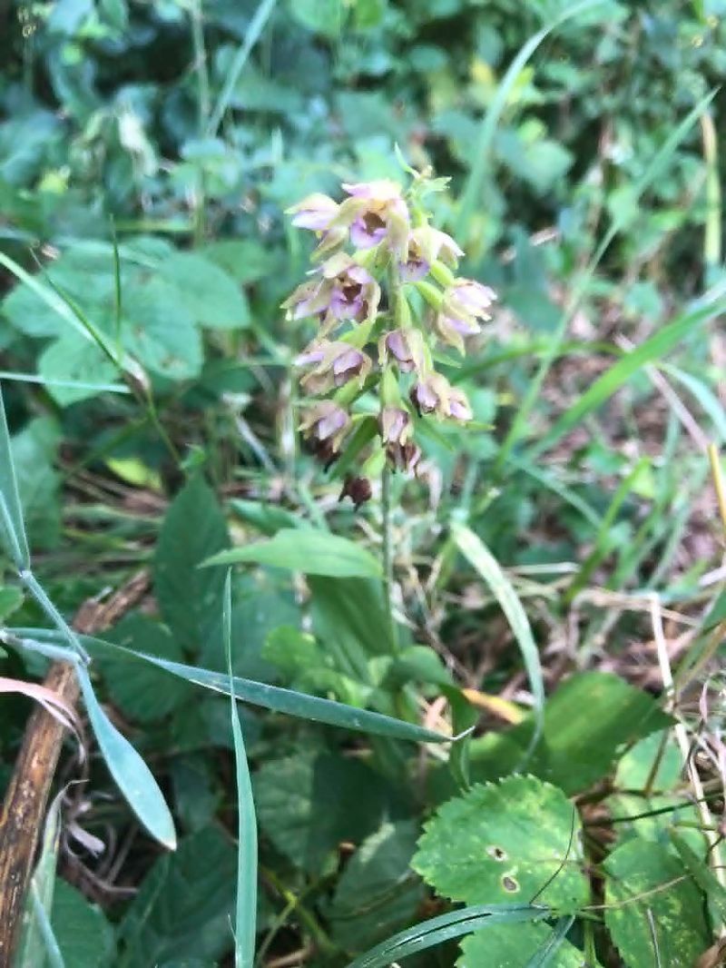 Epipactis helleborine  - Armelle Bass