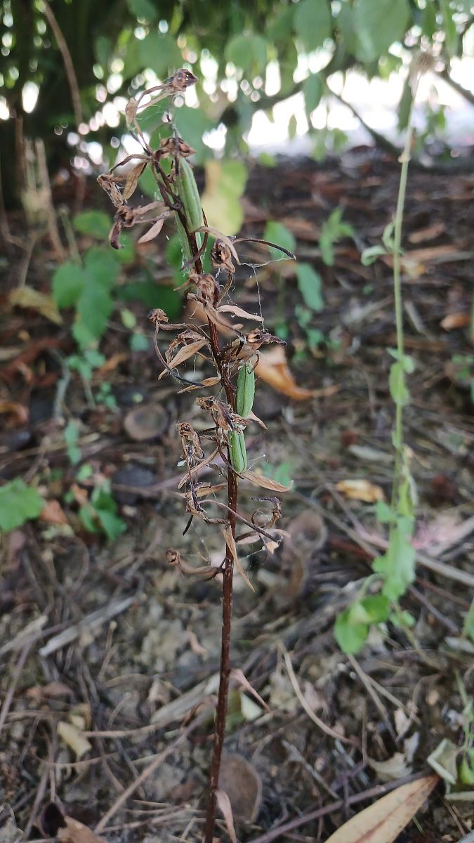 Platanthera chlorantha  - José Miguel Martins Da Silva