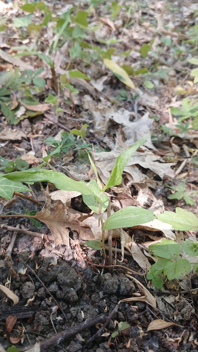 Epipactis helleborine var. minor  - José Miguel Martins Da Silva
