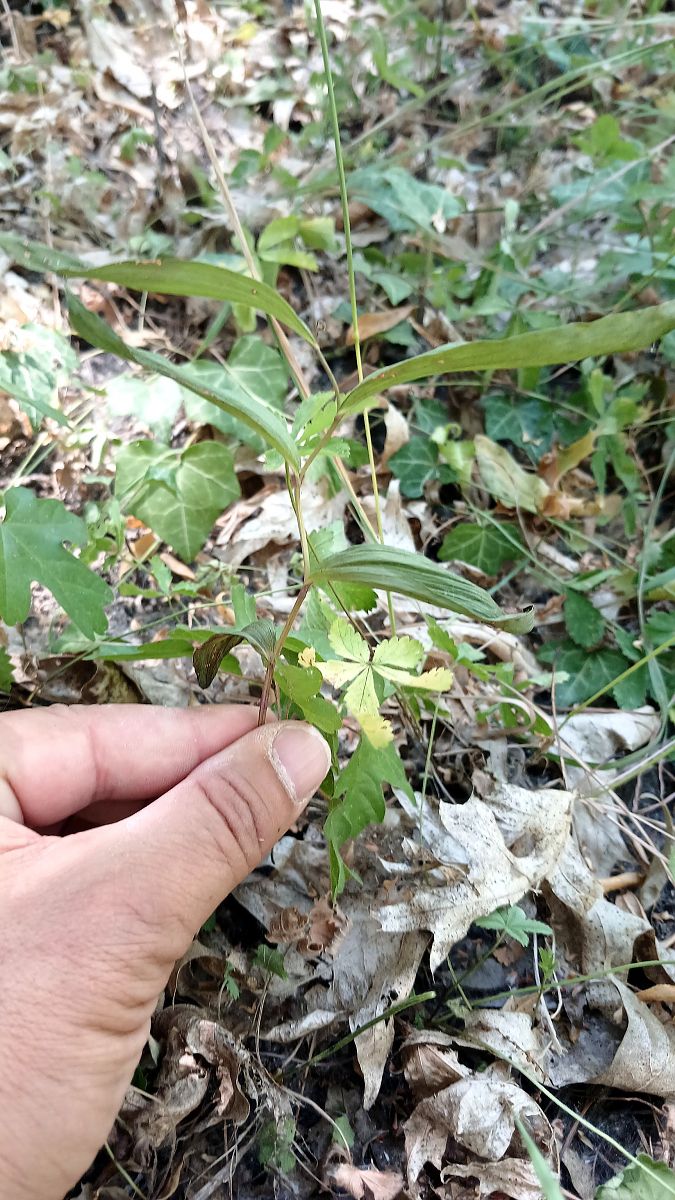 Epipactis helleborine var. minor  - José Miguel Martins Da Silva