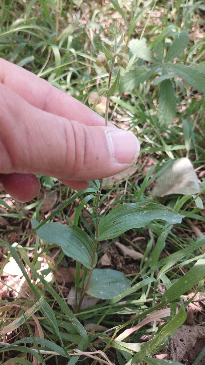 Epipactis helleborine var. minor  - José Miguel Martins Da Silva
