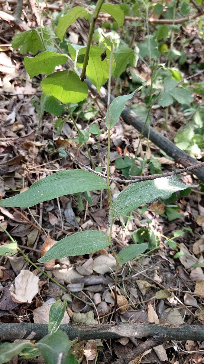 Epipactis helleborine var. minor  - José Miguel Martins Da Silva