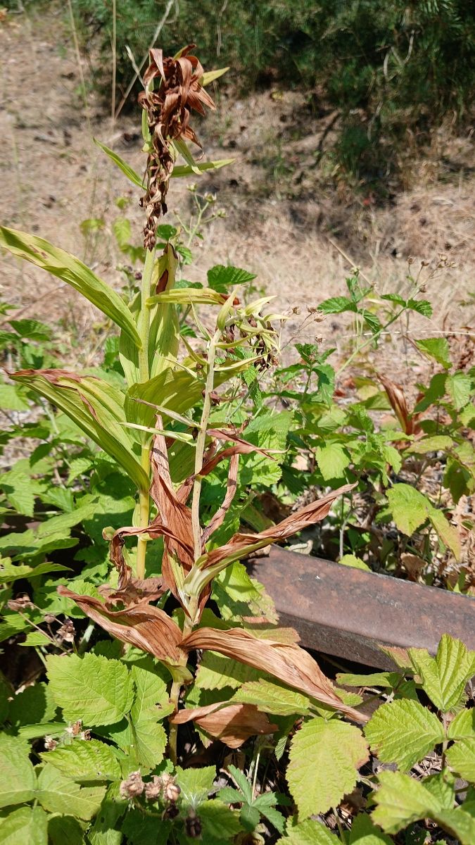Epipactis helleborine  - José Miguel Martins Da Silva