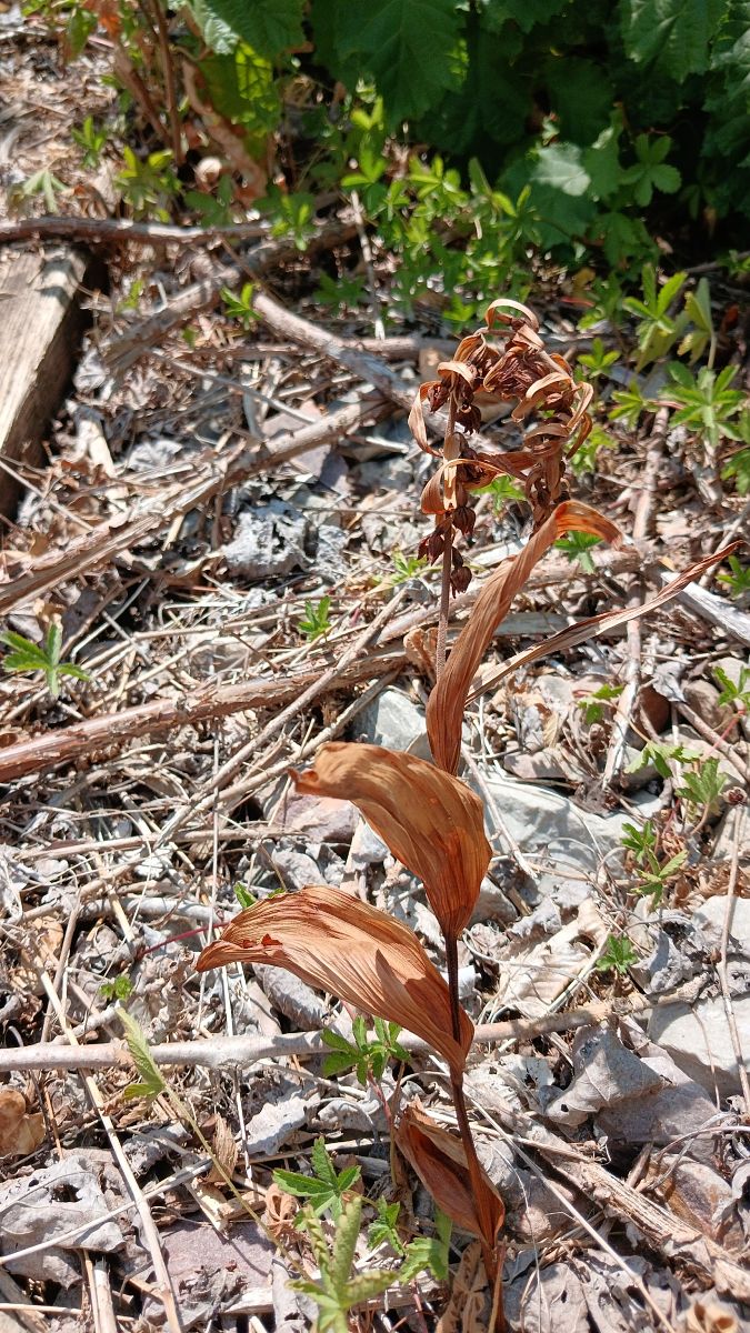 Epipactis helleborine  - José Miguel Martins Da Silva