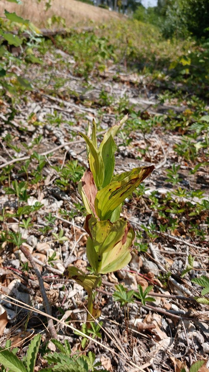Epipactis helleborine  - José Miguel Martins Da Silva