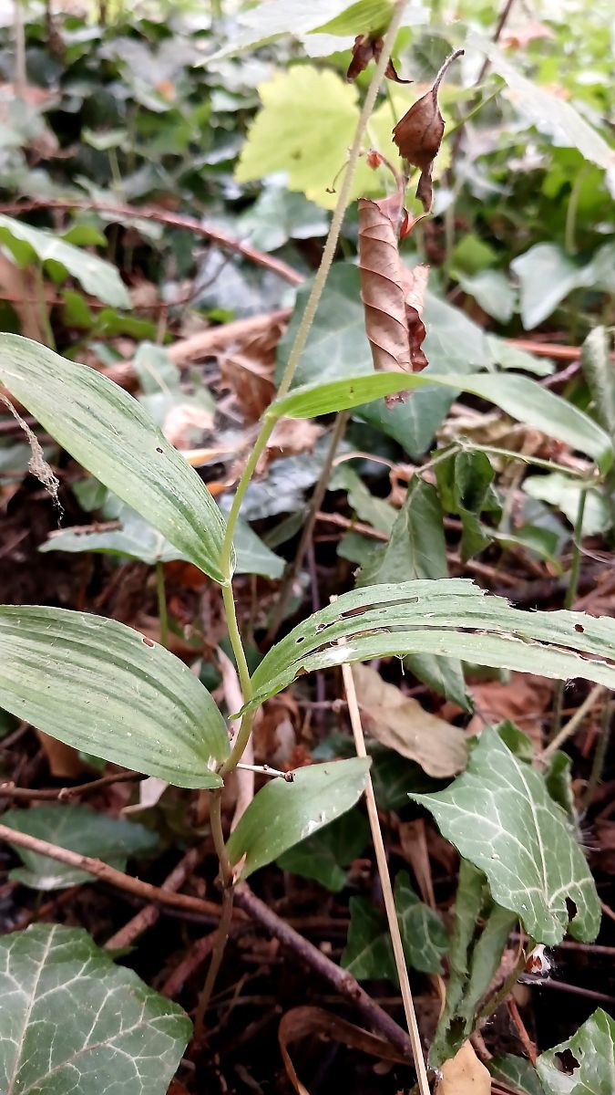 Epipactis helleborine var. minor  - José Miguel Martins Da Silva