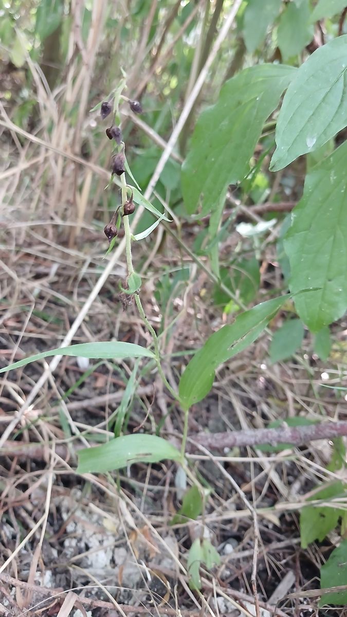 Epipactis helleborine var. minor  - José Miguel Martins Da Silva