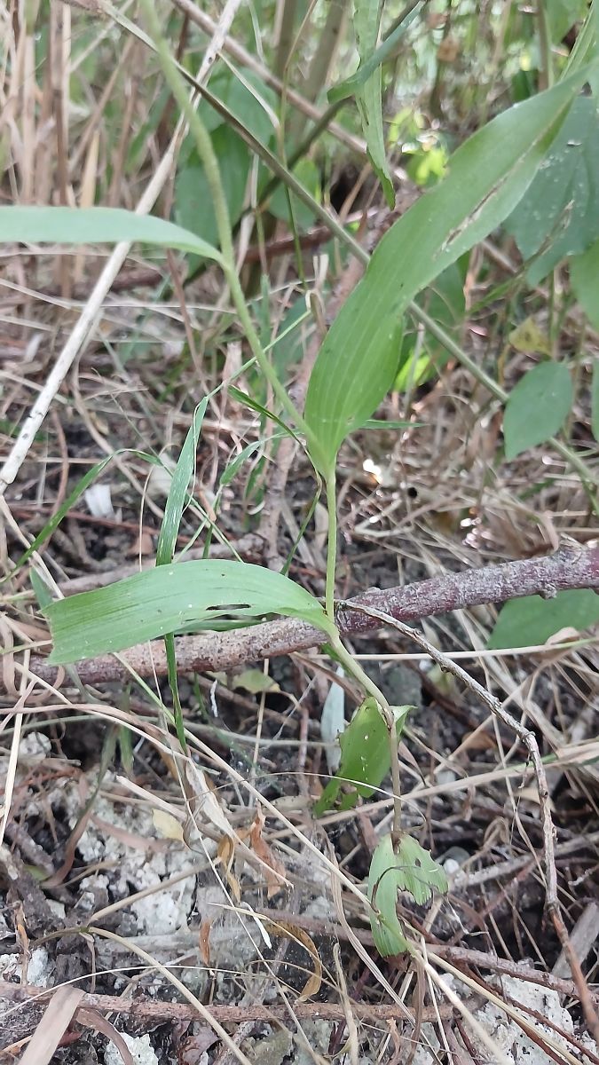 Epipactis helleborine var. minor  - José Miguel Martins Da Silva