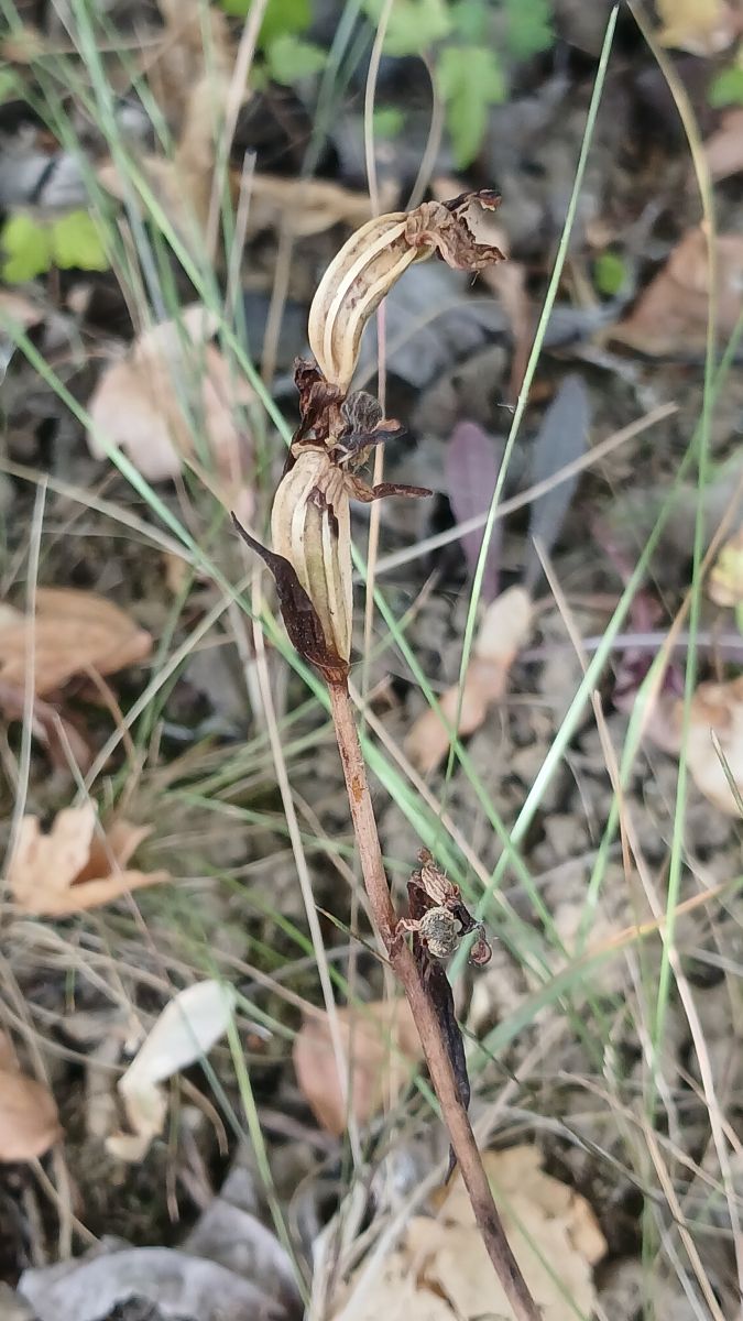 Ophrys apifera  - José Miguel Martins Da Silva