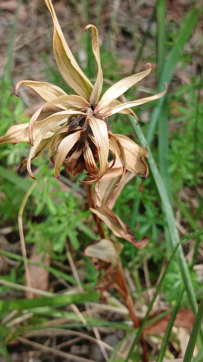 Epipactis helleborine  - José Miguel Martins Da Silva
