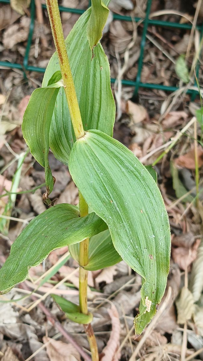 Epipactis helleborine  - José Miguel Martins Da Silva