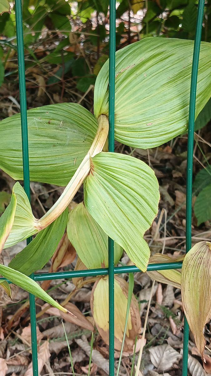 Epipactis helleborine  - José Miguel Martins Da Silva