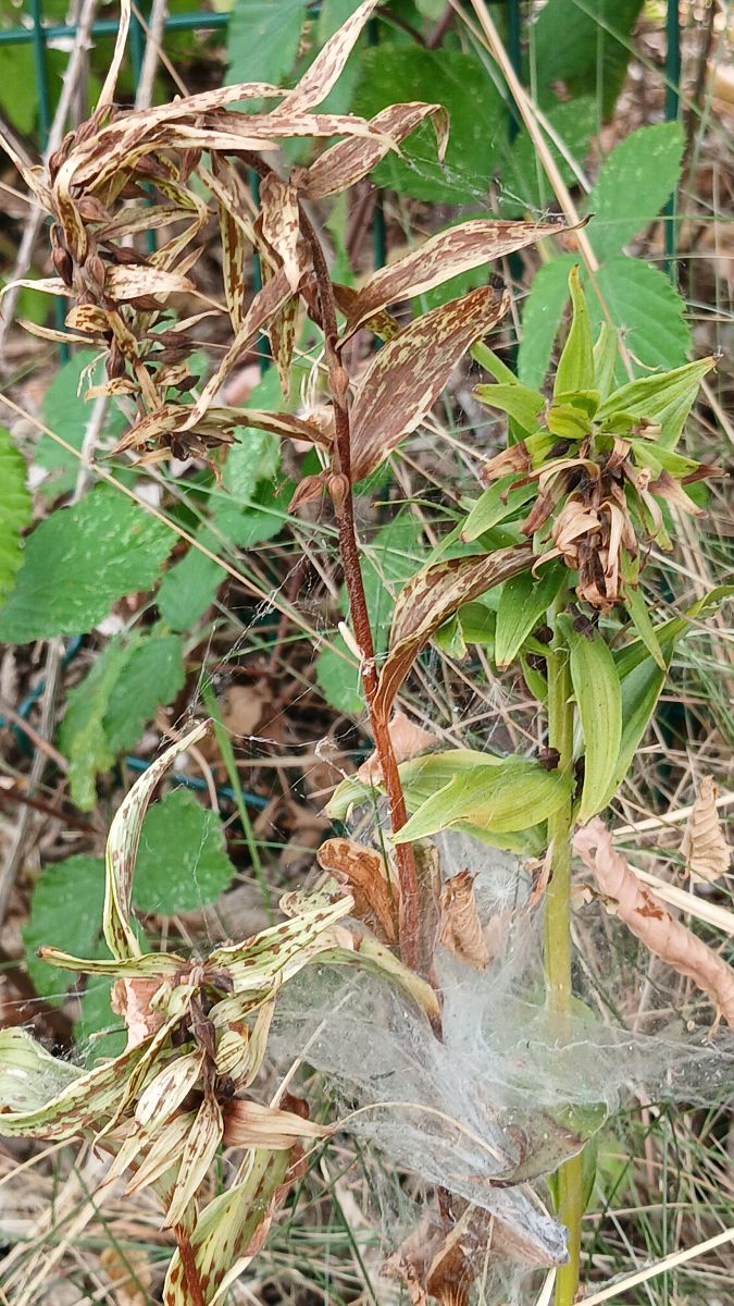 Epipactis helleborine  - José Miguel Martins Da Silva