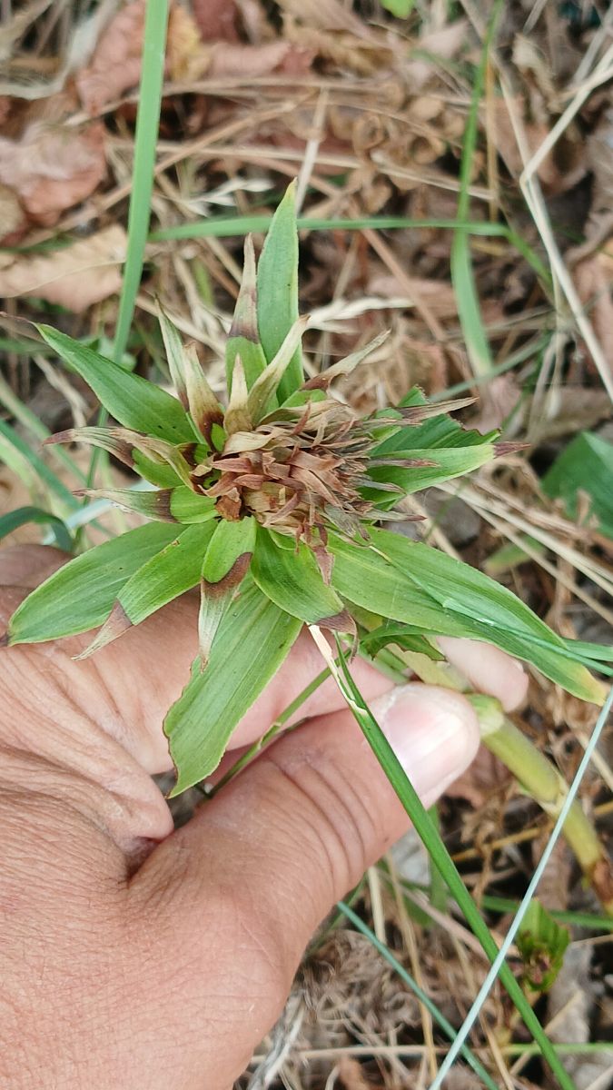 Epipactis helleborine  - José Miguel Martins Da Silva