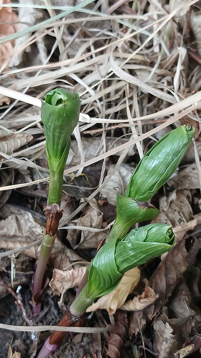 Epipactis helleborine  - José Miguel Martins Da Silva