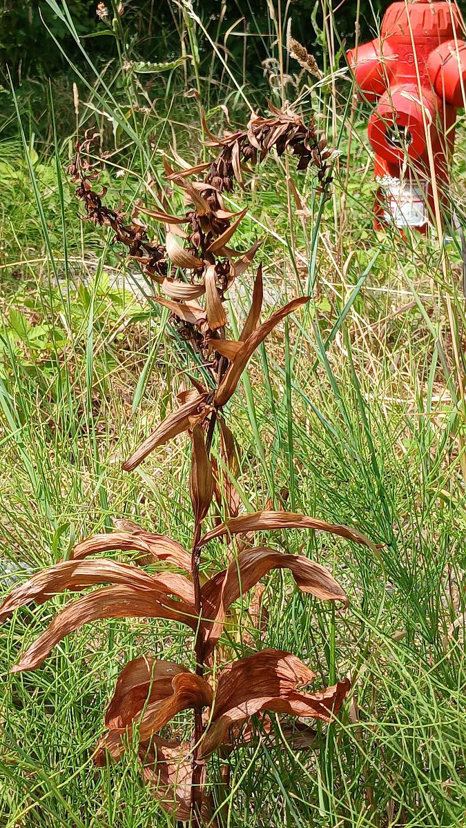 Epipactis helleborine  - José Miguel Martins Da Silva