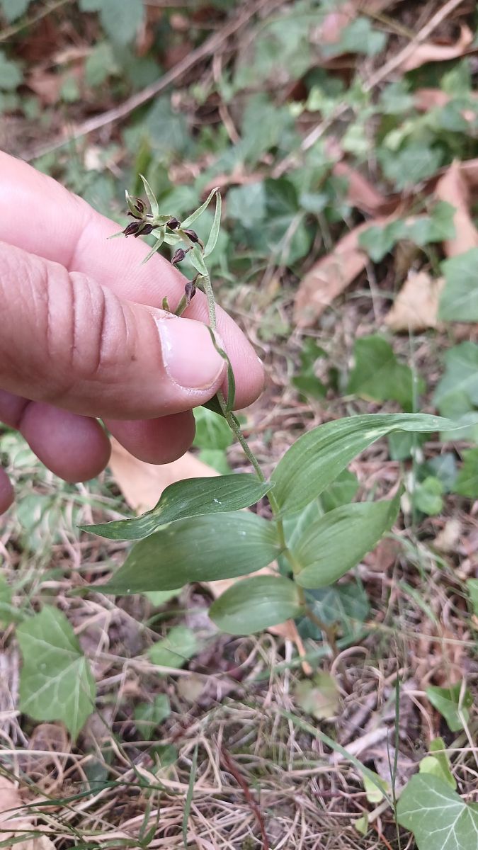 Epipactis helleborine var. minor  - José Miguel Martins Da Silva