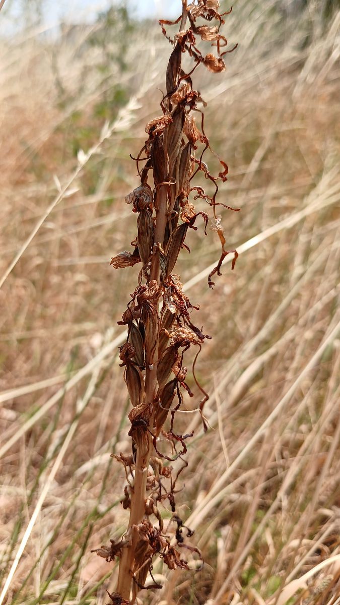 Himantoglossum hircinum  - José Miguel Martins Da Silva