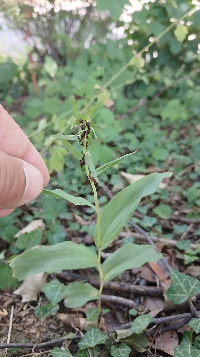 Epipactis helleborine var. minor  - José Miguel Martins Da Silva