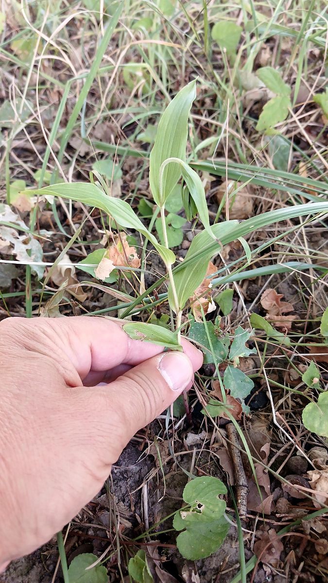 Epipactis helleborine var. minor  - José Miguel Martins Da Silva