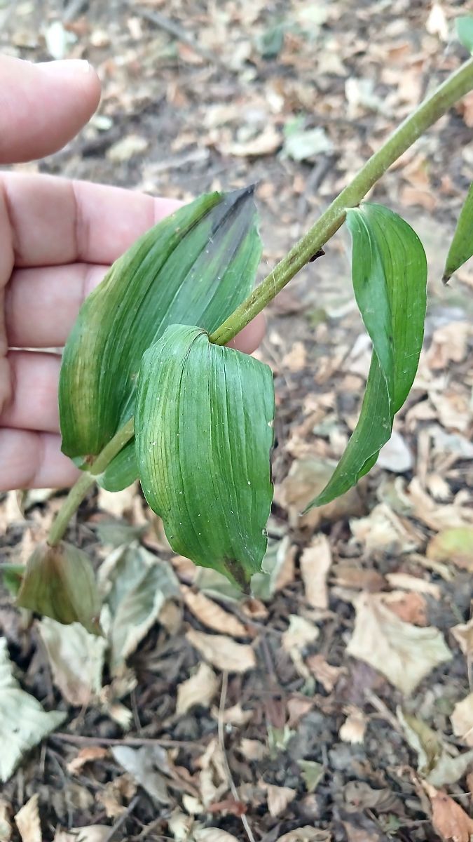 Epipactis helleborine  - José Miguel Martins Da Silva