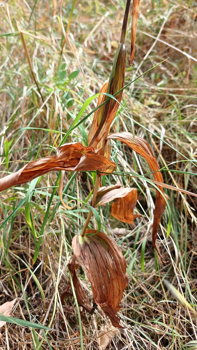 Epipactis helleborine  - José Miguel Martins Da Silva