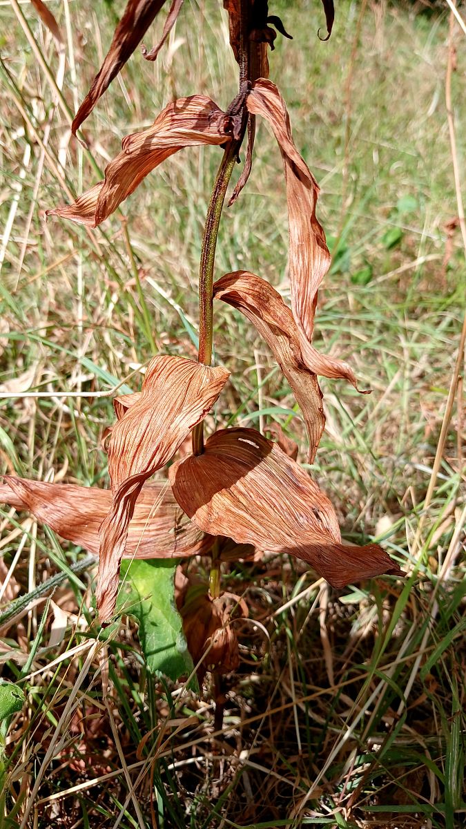 Epipactis helleborine  - José Miguel Martins Da Silva