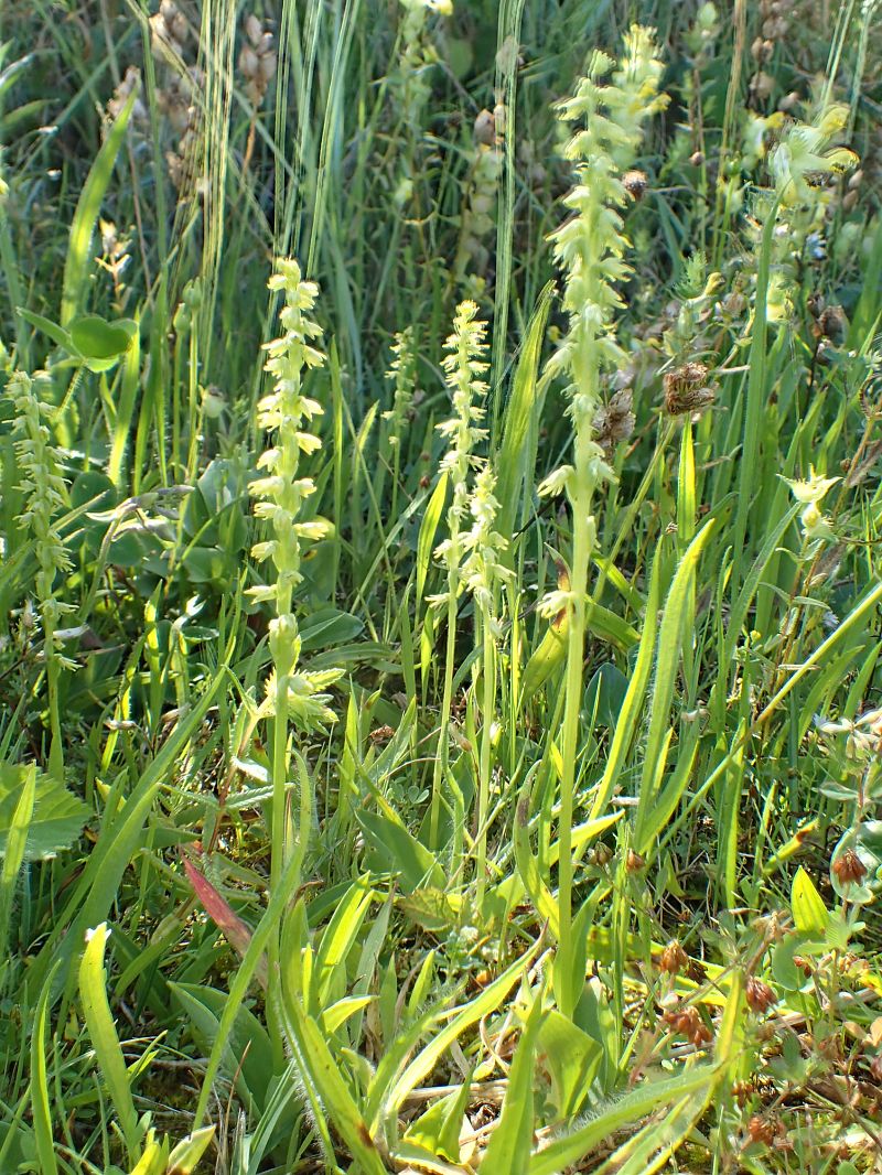 Herminium monorchis  - Filip Fleurbaey
