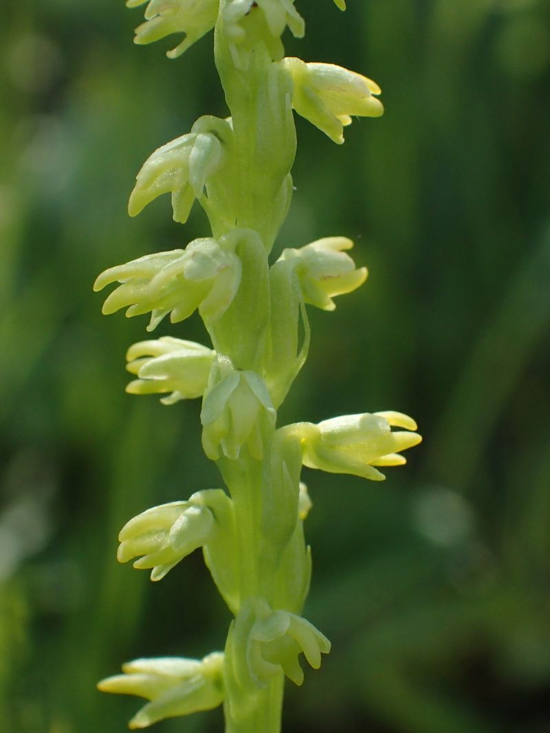 Herminium monorchis  - Filip Fleurbaey