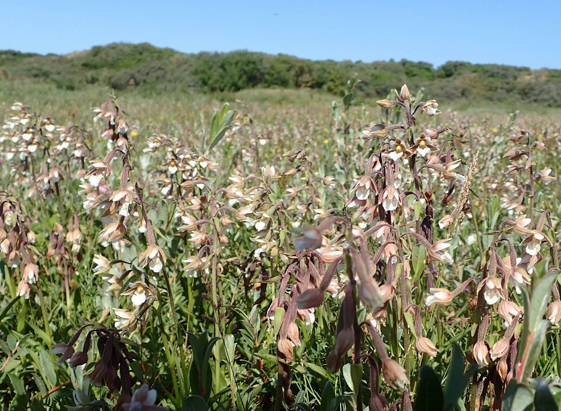 Epipactis palustris  - Filip Fleurbaey