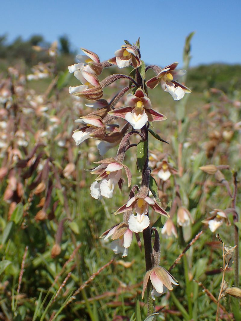Epipactis palustris  - Filip Fleurbaey